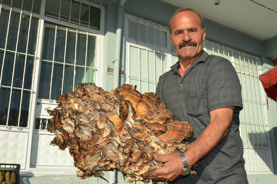 Ormanda topladıklarını satıyordu, bu kez bulduğu 37 kilogram! Sıfır sermayeli iş, almak için sıraya girdiler 4